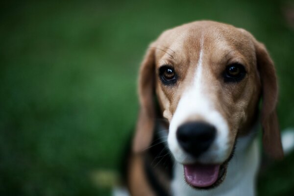 Pies Beagle w tle