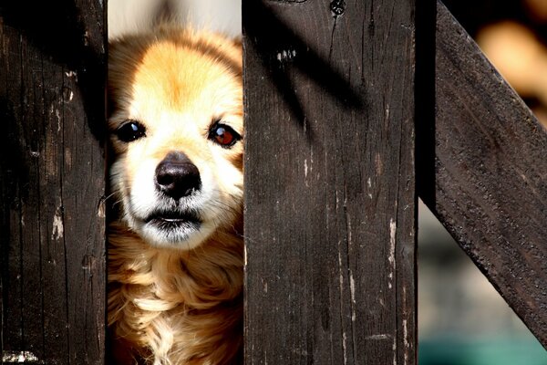 El cachorro se asoma de la cerca a la calle