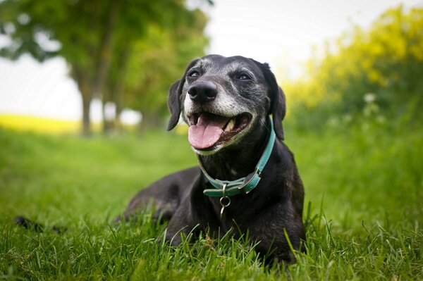Schwarzer Hund mit rotem Halsband auf dem Rasen