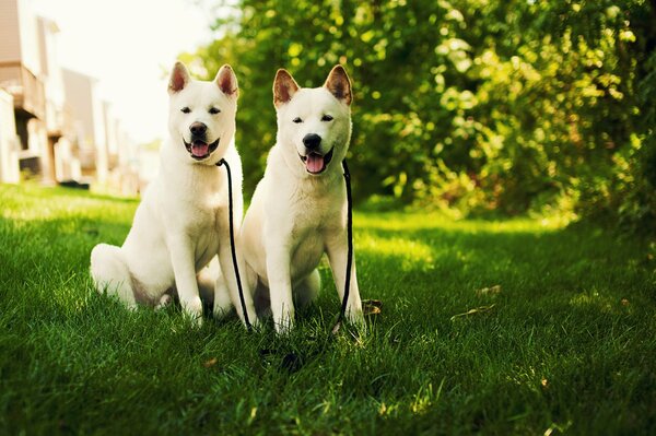 Dos perros blancos sentados en la hierba verde