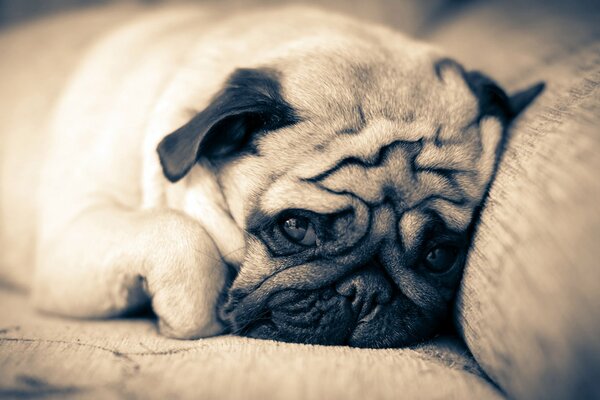 Pug triste se trouve sur le canapé