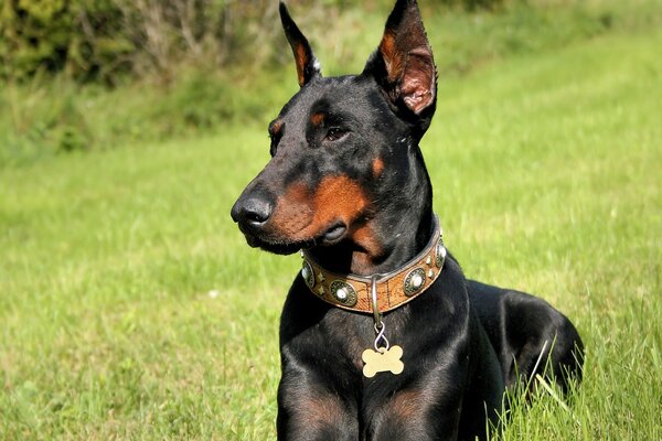 Dobermann im hohen Gras in Erwartung