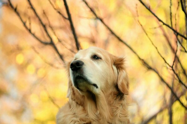 Hund geht im Herbstpark spazieren