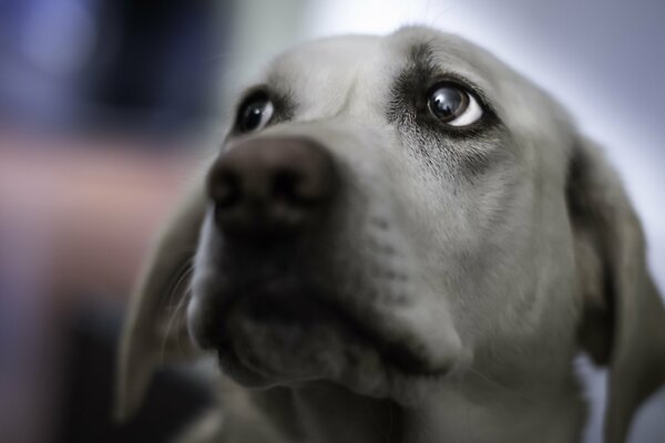La mirada devota del perro al dueño