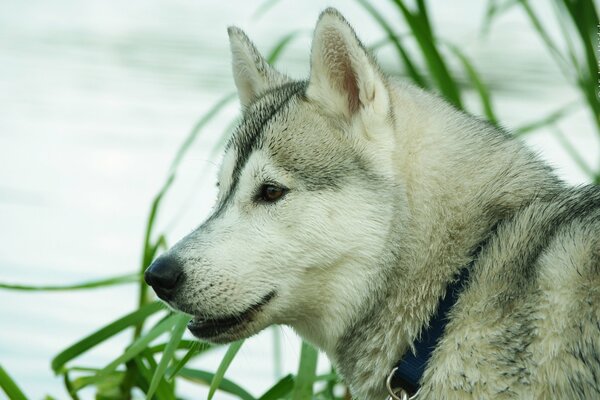 Husky on the background of the sea