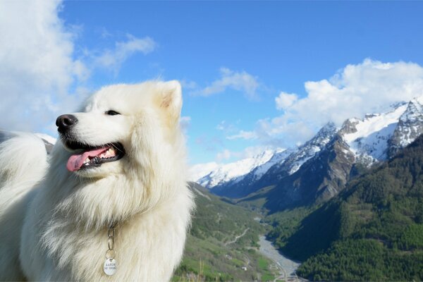 Sesión de fotos de la belleza blanca en el fondo de las montañas