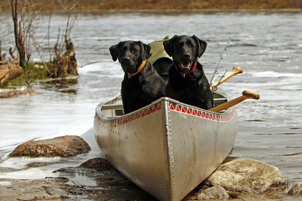 Two dogs in a boat on the river bank