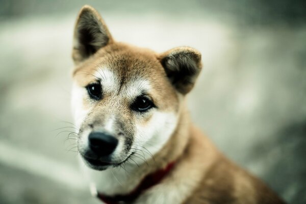 The look of a dog. With a red collar