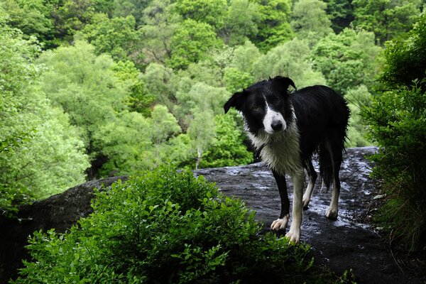 A black-and-white dog in the woods by the stream