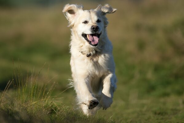 The dog runs across the field with a satisfied muzzle