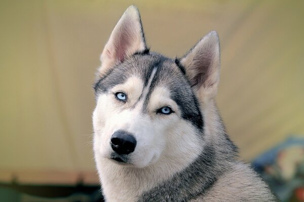 Husky aux yeux bleus et au bec noir