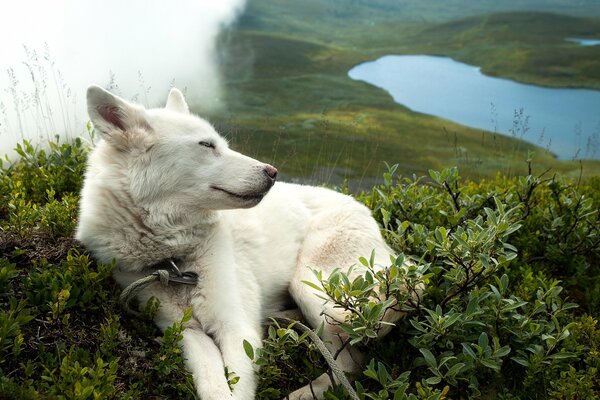 White dog in the grass on the background of the lake