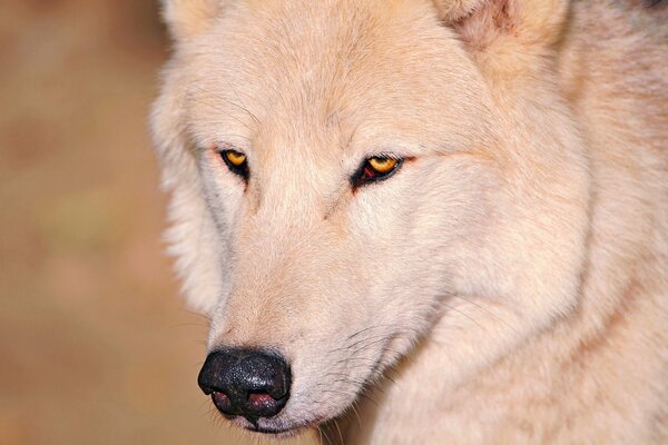 The white wolf is waiting for her leader