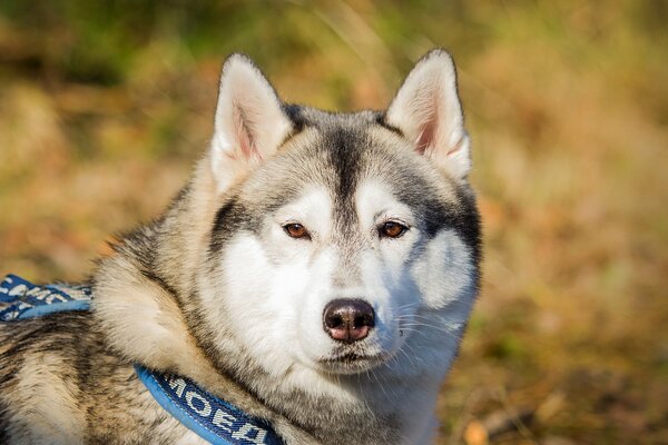 Perro Malamute es un amigo muy guapo del hombre