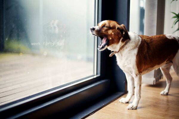 Hund am Fenster. Gähnender Hund