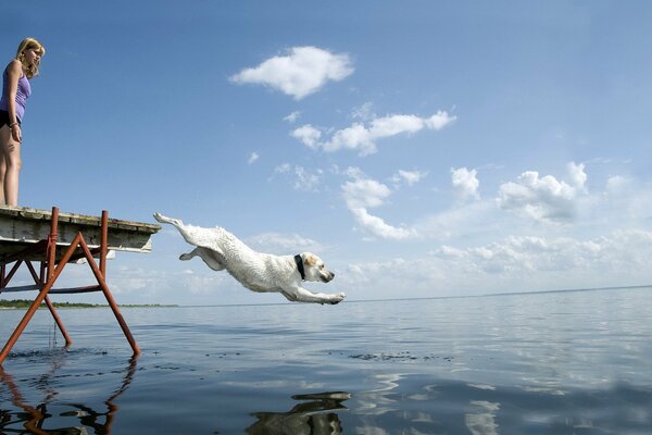 Hund springt von Brücke ins Wasser