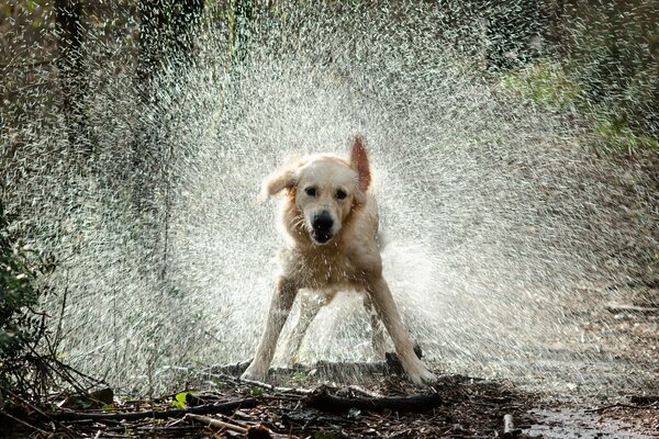A dog in water drops