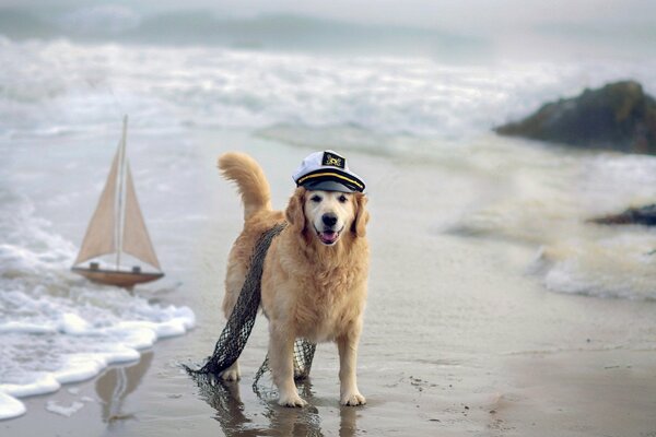 Brave dog-sailor on the shore
