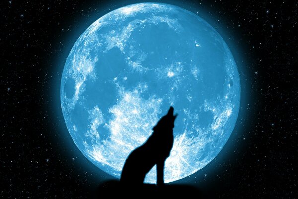 Der Wolf heult vor dem Hintergrund des schönen Mondes und der Sterne
