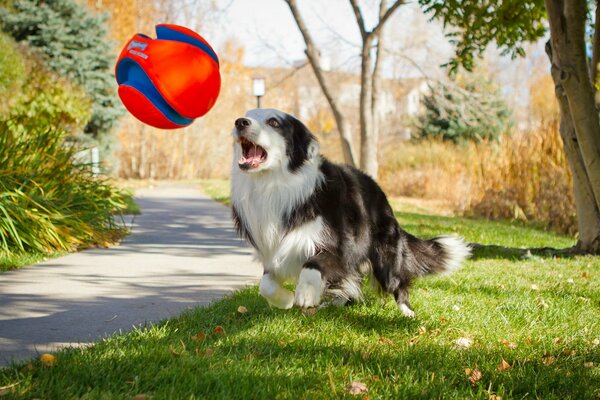 Ein schwarz-weißer Hund spielt mit einem Ball