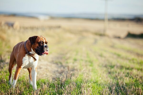 On the field, the dog stuck out his tongue