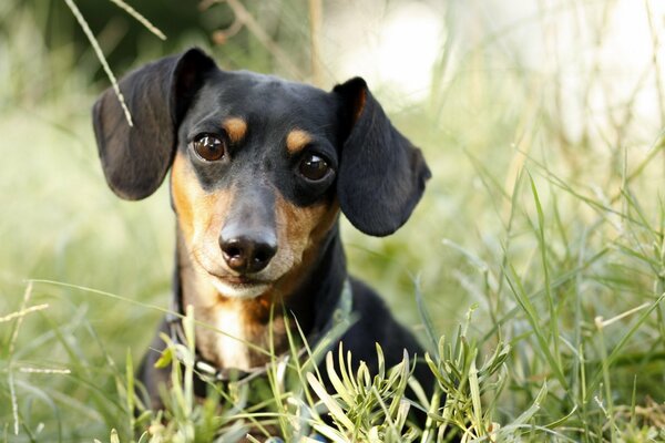 The smart look of a cute dachshund