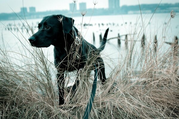 Black dog on the background of the river