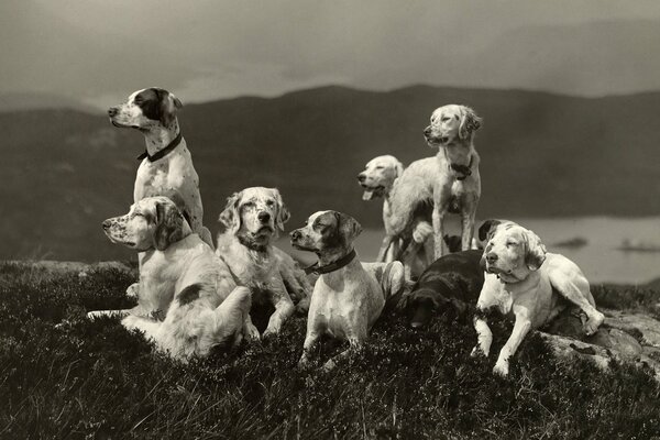 Les chiens se reposent sur l herbe dans la nature