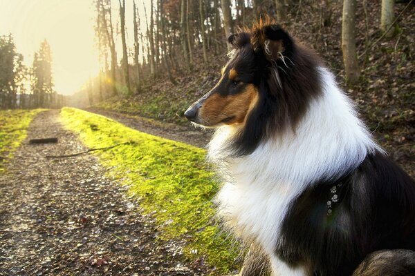 Passeggiata mattutina con un amico fedele