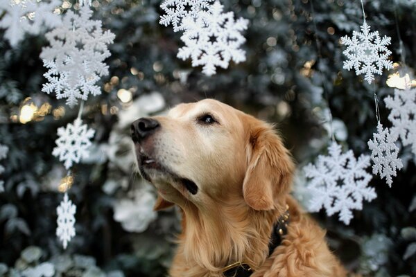 Doggy auf dem Hintergrund der künstlichen weißen Schneeflocken