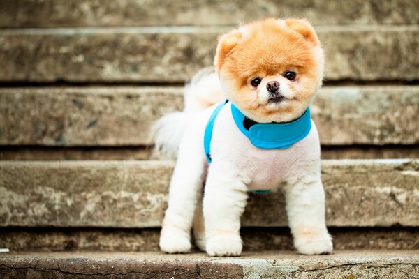 Lindo perrito en un collar azul