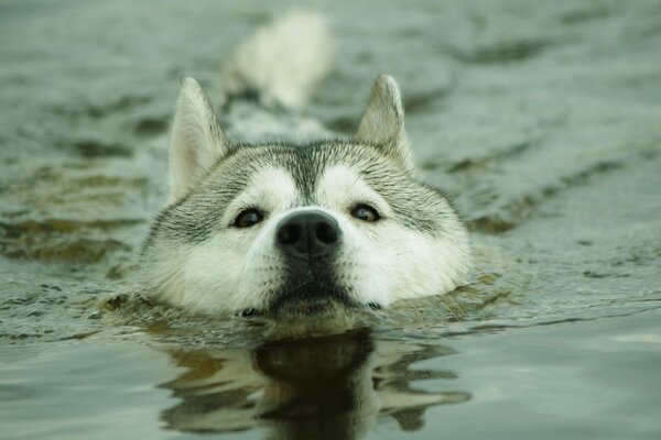Husky flotando en un río tranquilo