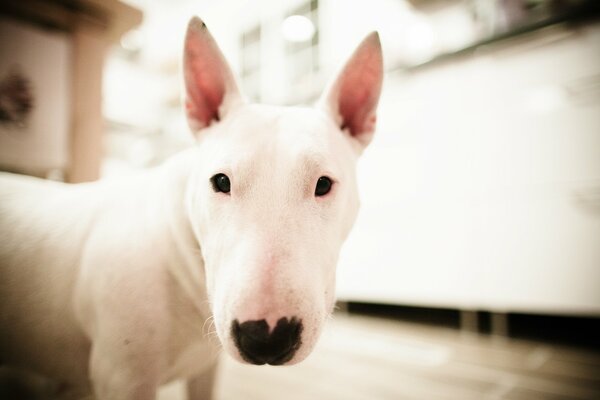 Image du museau du Bull Terrier blanc