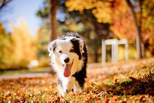 Perro blanco y negro en otoño