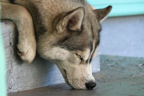Śmieszny Husky zasnął pyskiem w podłogę