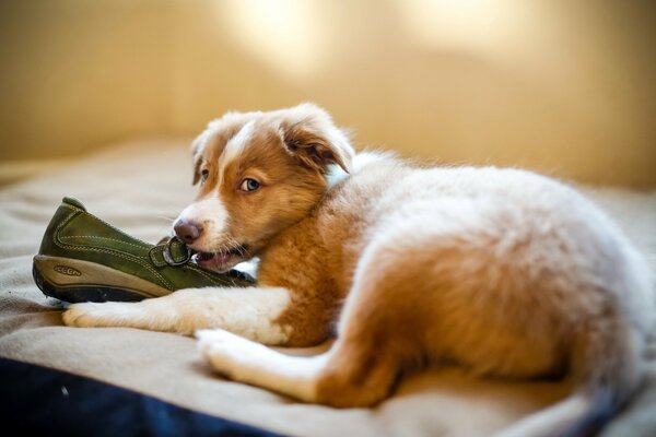 Chiot rongeant chaussure verte