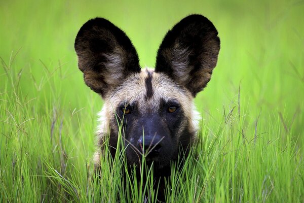 Big ears. Grass. Green background