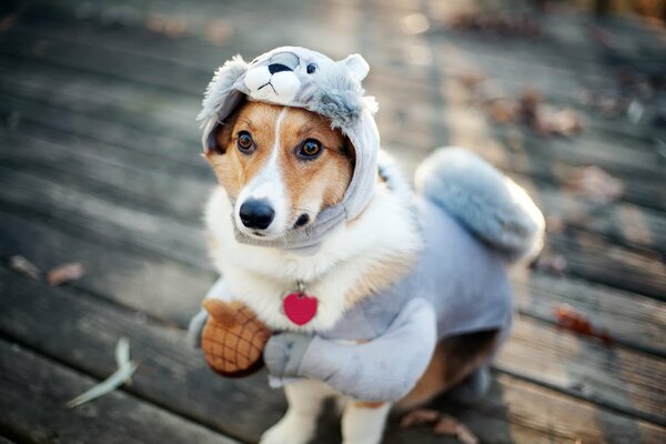 Lindo perrito en traje de ardilla