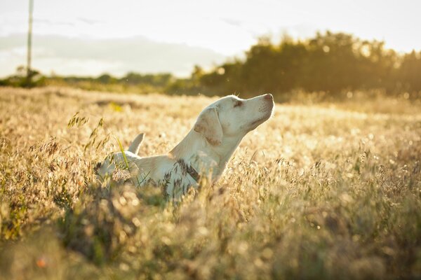 Ein Labrador sitzt in einem von der Sonne beleuchteten Feld