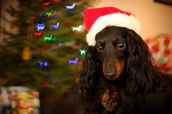 Photo de chien de Noël