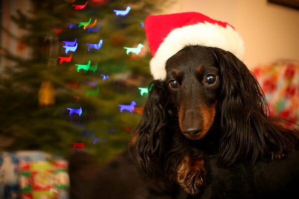 Foto del cane di Capodanno