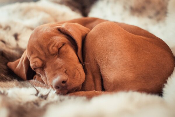 Perro pelirrojo durmiendo en las sábanas