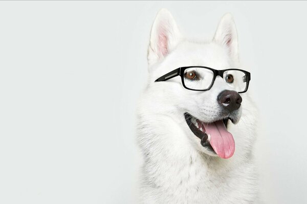 Laika à lunettes regarde au loin