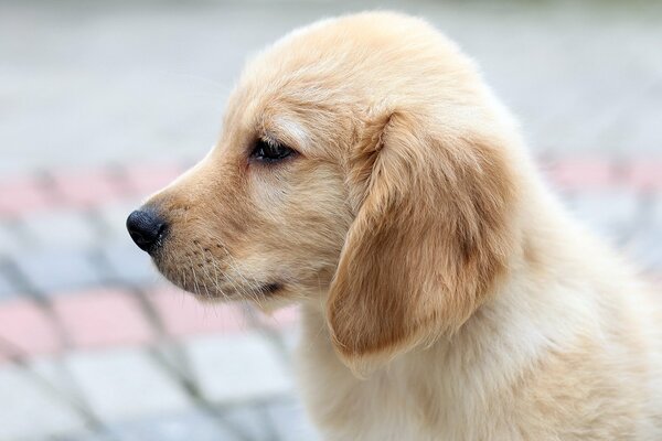 Foto del cucciolo di Retriever