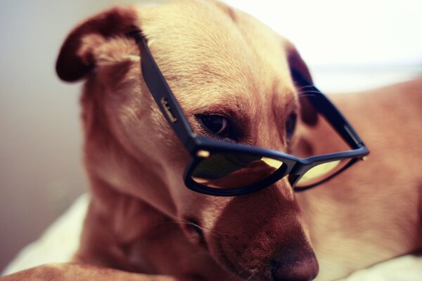 Ein schlauer Blick durch die Brille