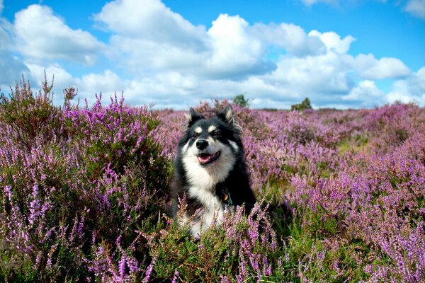 A dog runs in lavender in a meadow