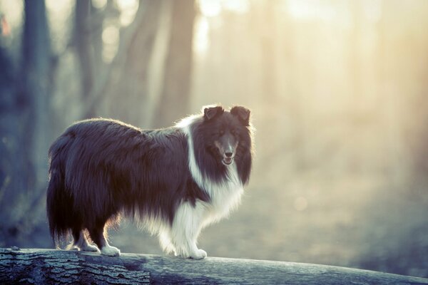 Perro posa en un paseo por el bosque