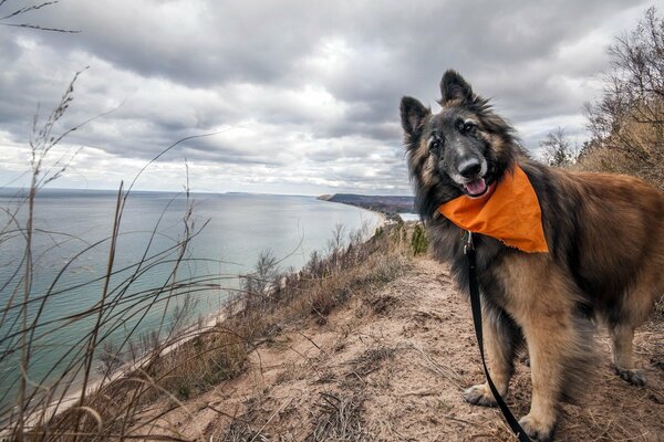 Cane con guinzaglio vicino al lago
