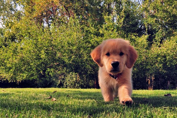 A puppy walks in nature in the summer