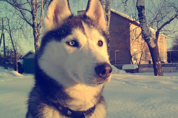 Ładny husky w ogrodzie zimowym